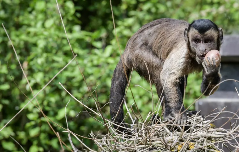 Uskrs u zoolo&scaron;kom vrtu: Lavovi, giboni i mravojedi navalili na pisanice, merkatima je bila zanimljivija RTL-ova kamera