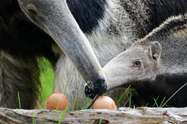 Uskrs u zoolo&scaron;kom vrtu: Lavovi, giboni i mravojedi navalili na pisanice, merkatima je bila zanimljivija RTL-ova kamera