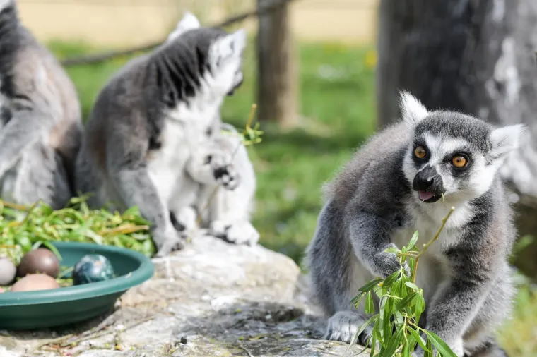 Uskrs u zoolo&scaron;kom vrtu: Lavovi, giboni i mravojedi navalili na pisanice, merkatima je bila zanimljivija RTL-ova kamera