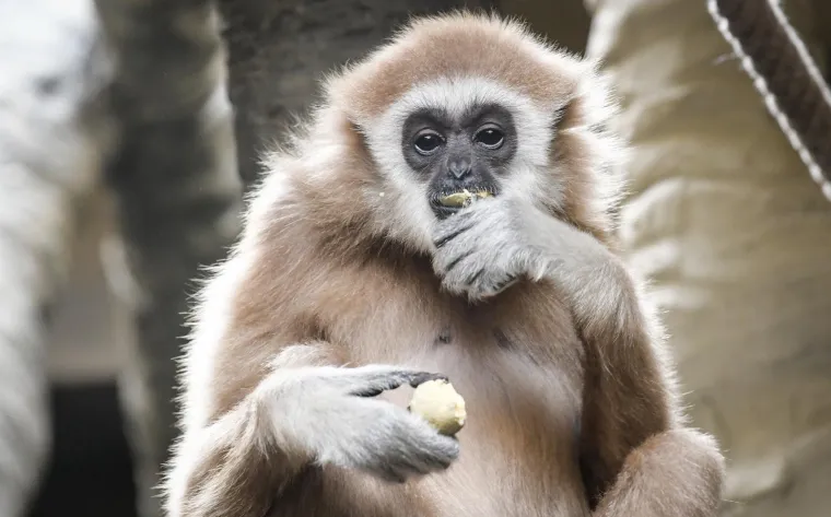 Uskrs u zoolo&scaron;kom vrtu: Lavovi, giboni i mravojedi navalili na pisanice, merkatima je bila zanimljivija RTL-ova kamera