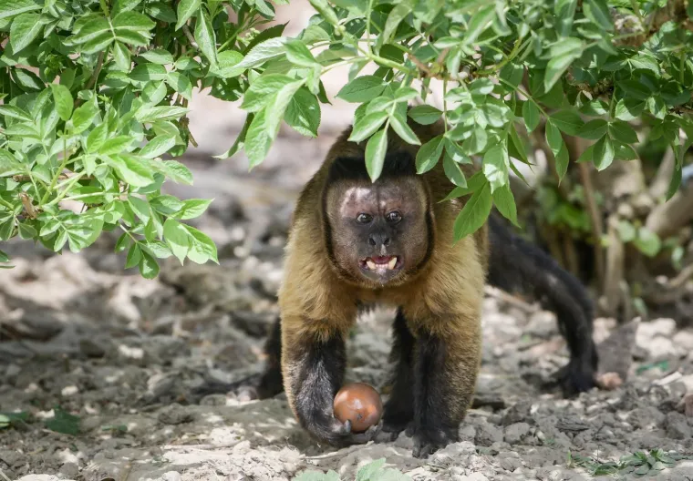 Uskrs u zoolo&scaron;kom vrtu: Lavovi, giboni i mravojedi navalili na pisanice, merkatima je bila zanimljivija RTL-ova kamera