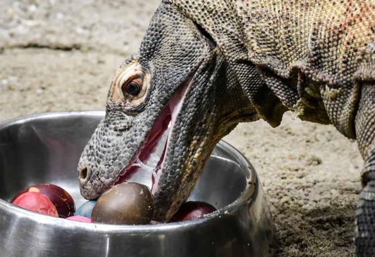 Uskrs u zoolo&scaron;kom vrtu: Lavovi, giboni i mravojedi navalili na pisanice, merkatima je bila zanimljivija RTL-ova kamera