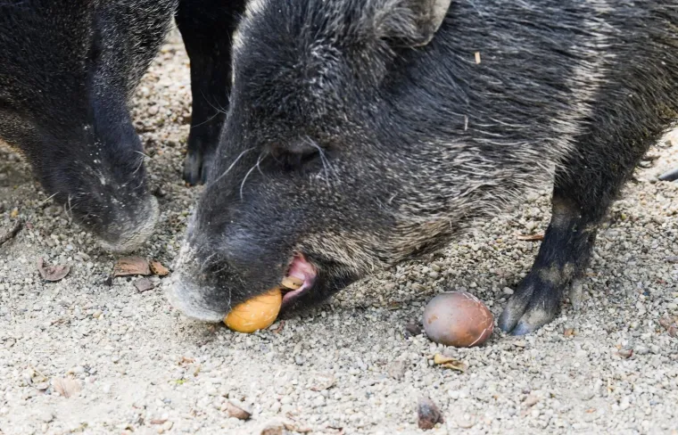 Uskrs u zoolo&scaron;kom vrtu: Lavovi, giboni i mravojedi navalili na pisanice, merkatima je bila zanimljivija RTL-ova kamera