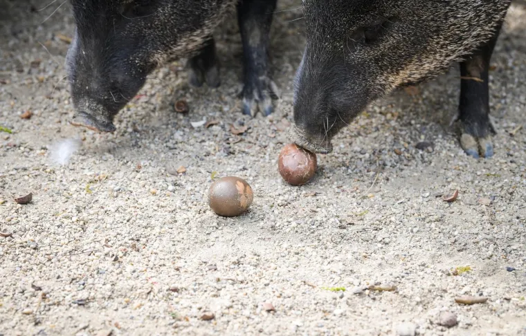 Uskrs u zoolo&scaron;kom vrtu: Lavovi, giboni i mravojedi navalili na pisanice, merkatima je bila zanimljivija RTL-ova kamera