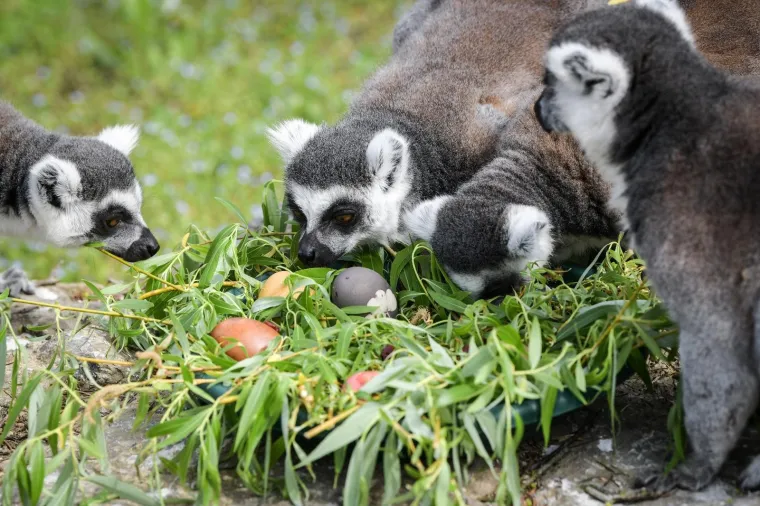 Uskrs u zoolo&scaron;kom vrtu: Lavovi, giboni i mravojedi navalili na pisanice, merkatima je bila zanimljivija RTL-ova kamera