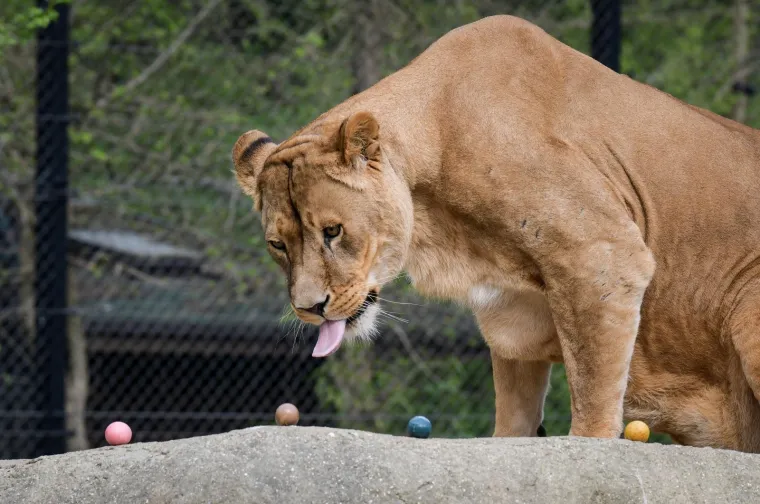 Uskrs u zoolo&scaron;kom vrtu: Lavovi, giboni i mravojedi navalili na pisanice, merkatima je bila zanimljivija RTL-ova kamera