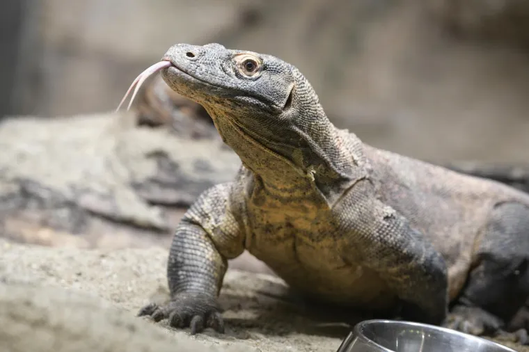 Uskrs u zoolo&scaron;kom vrtu: Lavovi, giboni i mravojedi navalili na pisanice, merkatima je bila zanimljivija RTL-ova kamera