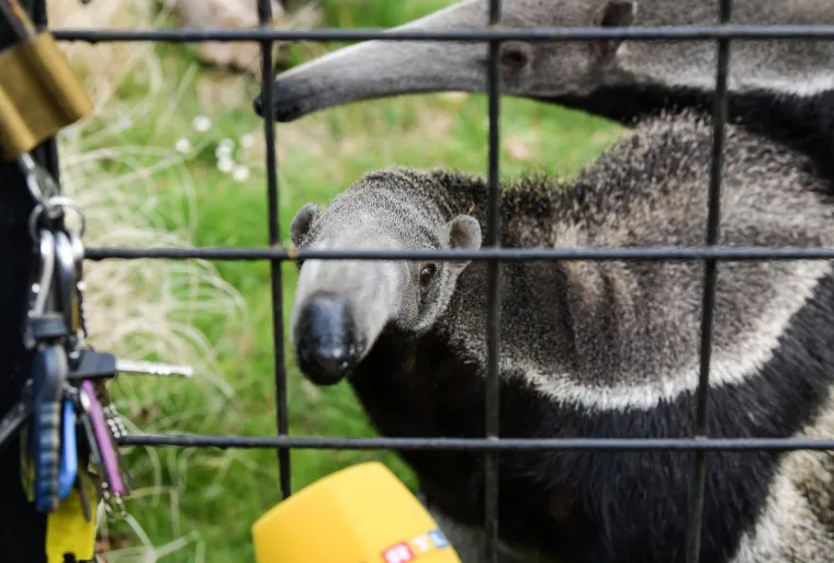 Uskrs u zoolo&scaron;kom vrtu: Lavovi, giboni i mravojedi navalili na pisanice, merkatima je bila zanimljivija RTL-ova kamera