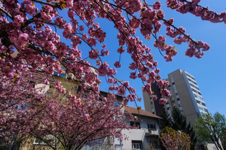 Procvale trešnje zagrebačku su ulicu pretvorile u Instagram senzaciju!