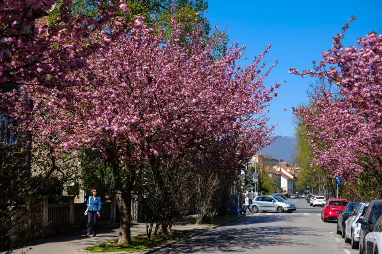 Procvale trešnje zagrebačku su ulicu pretvorile u Instagram senzaciju!
