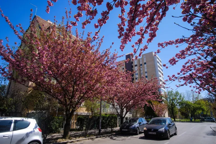 Procvale trešnje zagrebačku su ulicu pretvorile u Instagram senzaciju!