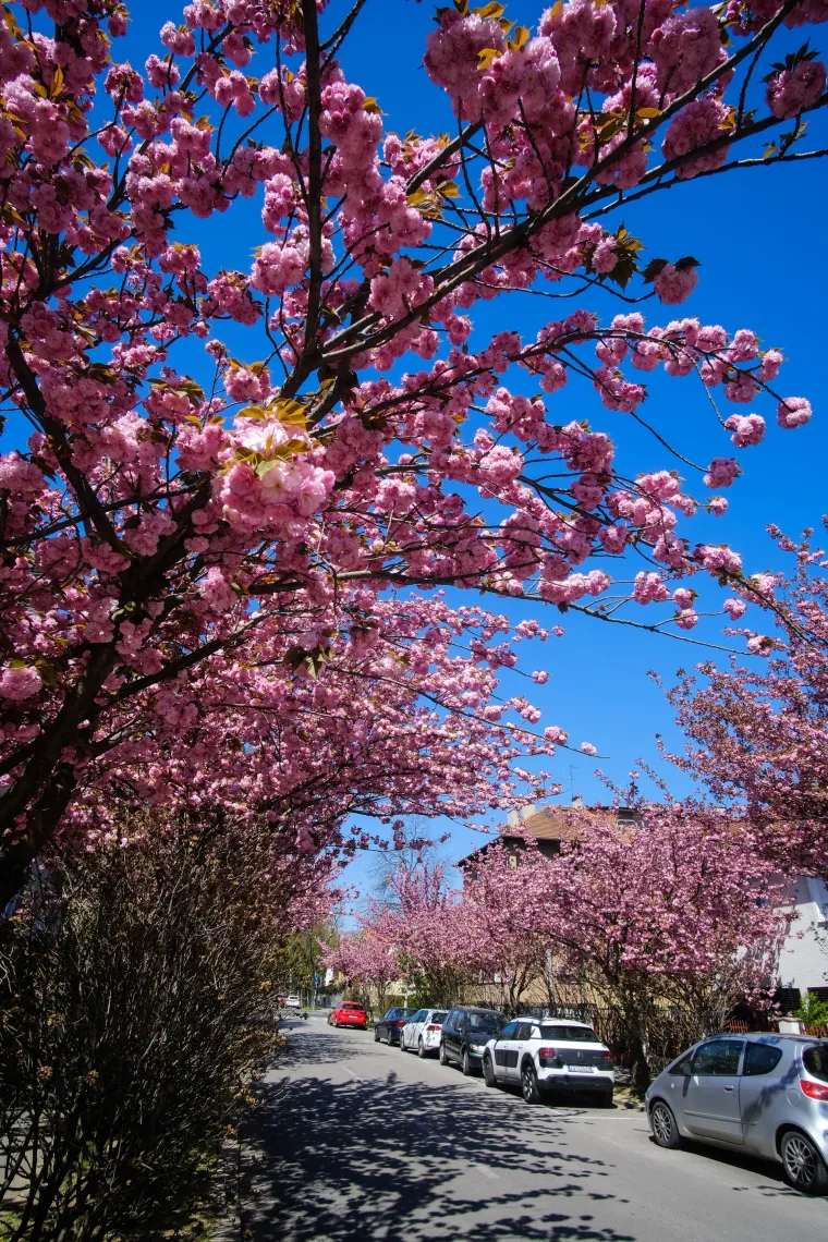 Procvale trešnje zagrebačku su ulicu pretvorile u Instagram senzaciju!