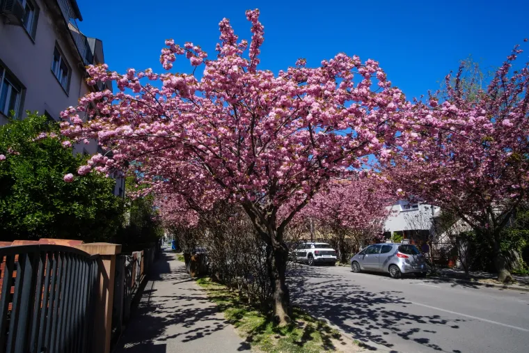 Procvale trešnje zagrebačku su ulicu pretvorile u Instagram senzaciju!