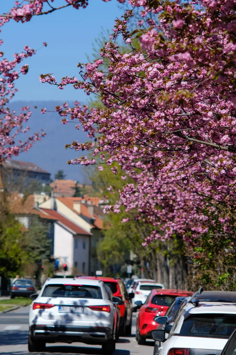 Procvale trešnje zagrebačku su ulicu pretvorile u Instagram senzaciju!