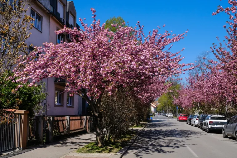 Procvale trešnje zagrebačku su ulicu pretvorile u Instagram senzaciju!