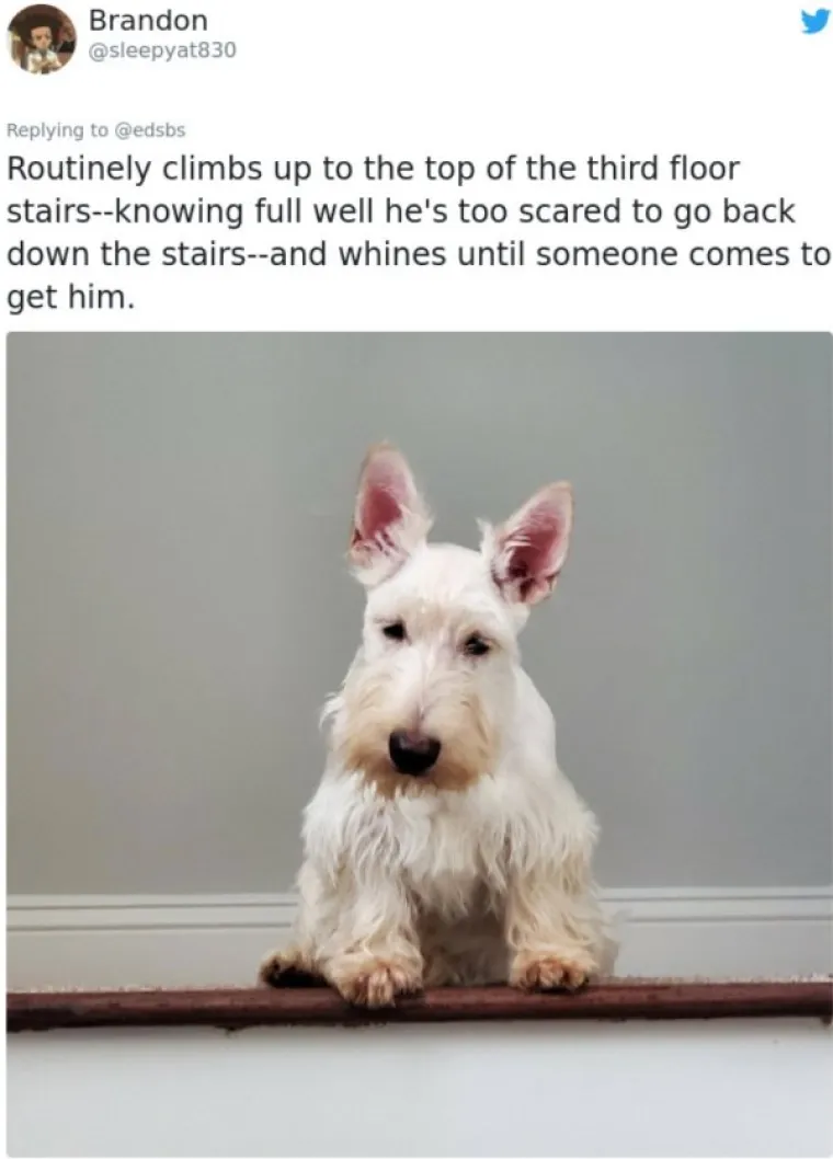 Tvitera&scaron; Bum Chillups (@edsbs) zamolio je ljude da ispričaju priče o svojim blentavim psima, I definitivno nisu razočarali