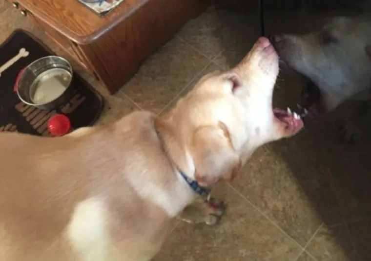 EVO ZA&Scaron;TO IH OBOŽAVAMO: Ljudi ispričali priče o svojim blesavim psima. Plakat ćete od smijeha