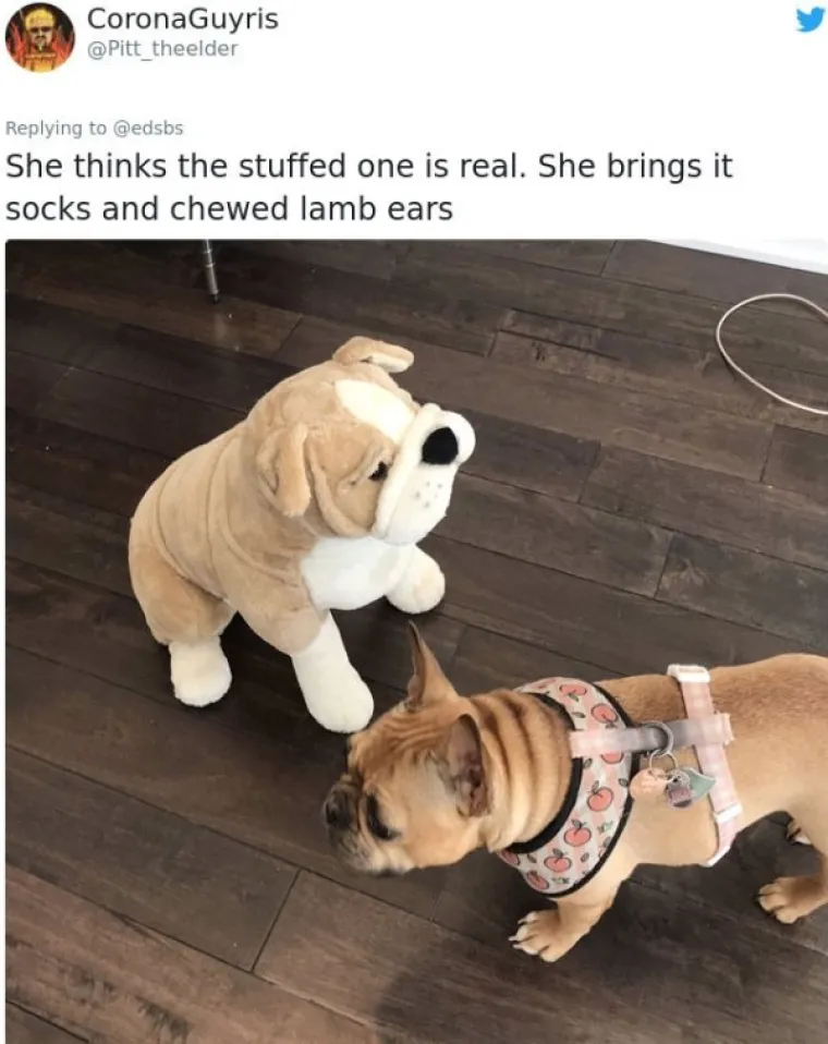 EVO ZA&Scaron;TO IH OBOŽAVAMO: Ljudi ispričali priče o svojim blesavim psima. Plakat ćete od smijeha