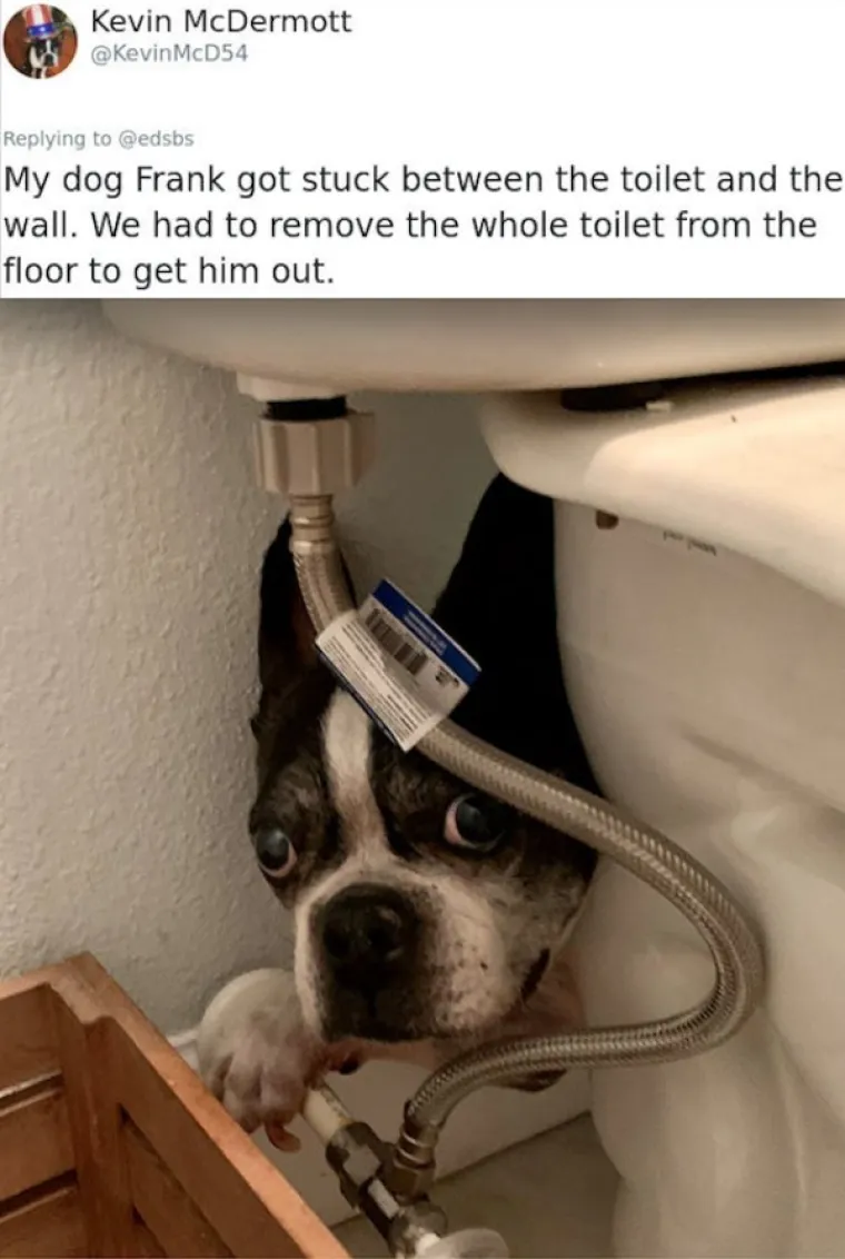 EVO ZA&Scaron;TO IH OBOŽAVAMO: Ljudi ispričali priče o svojim blesavim psima. Plakat ćete od smijeha