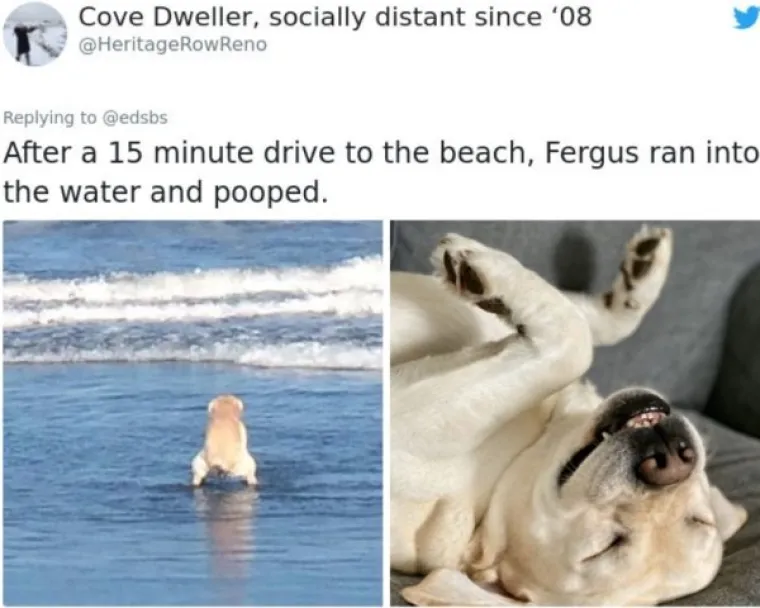 EVO ZA&Scaron;TO IH OBOŽAVAMO: Ljudi ispričali priče o svojim blesavim psima. Plakat ćete od smijeha