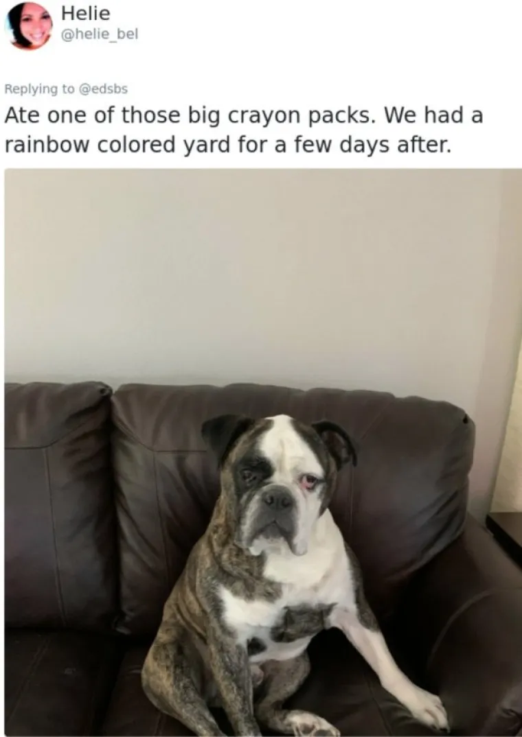 EVO ZA&Scaron;TO IH OBOŽAVAMO: Ljudi ispričali priče o svojim blesavim psima. Plakat ćete od smijeha