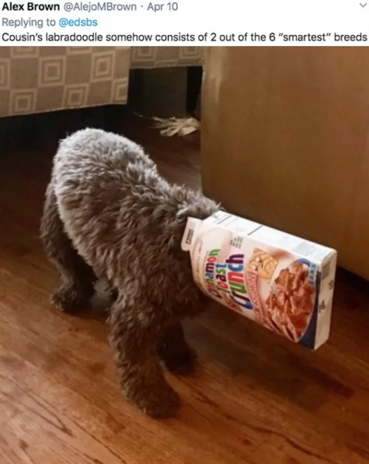 EVO ZA&Scaron;TO IH OBOŽAVAMO: Ljudi ispričali priče o svojim blesavim psima. Plakat ćete od smijeha