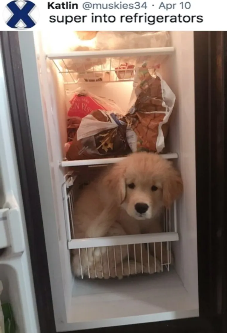 EVO ZA&Scaron;TO IH OBOŽAVAMO: Ljudi ispričali priče o svojim blesavim psima. Plakat ćete od smijeha