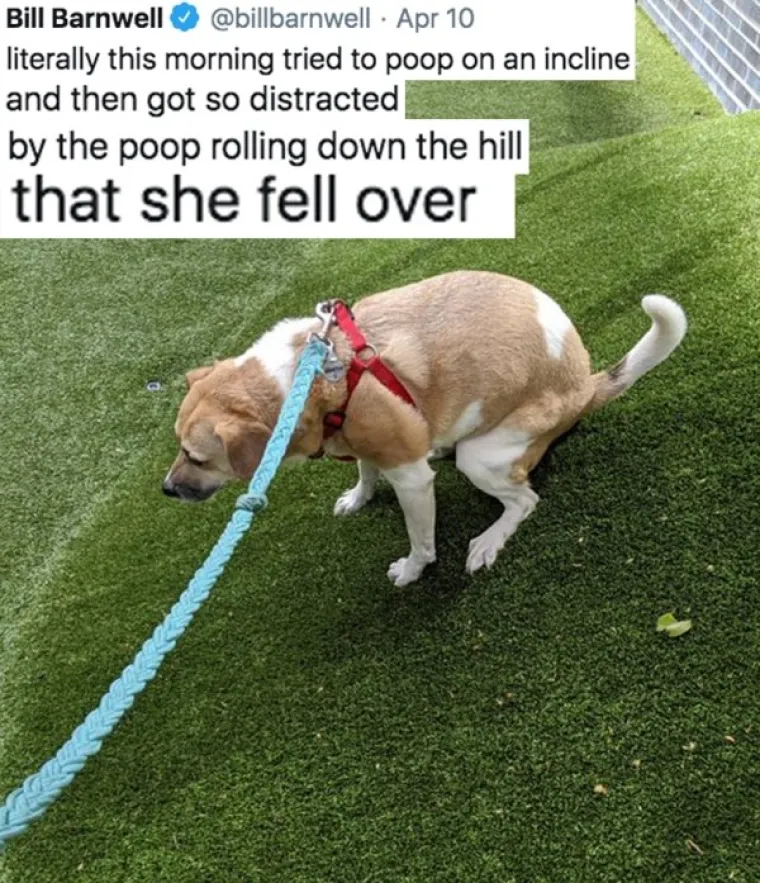 EVO ZA&Scaron;TO IH OBOŽAVAMO: Ljudi ispričali priče o svojim blesavim psima. Plakat ćete od smijeha