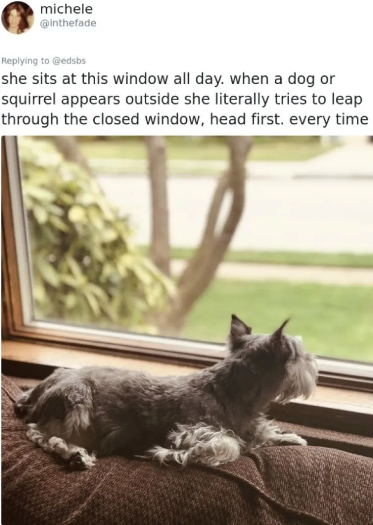 EVO ZA&Scaron;TO IH OBOŽAVAMO: Ljudi ispričali priče o svojim blesavim psima. Plakat ćete od smijeha