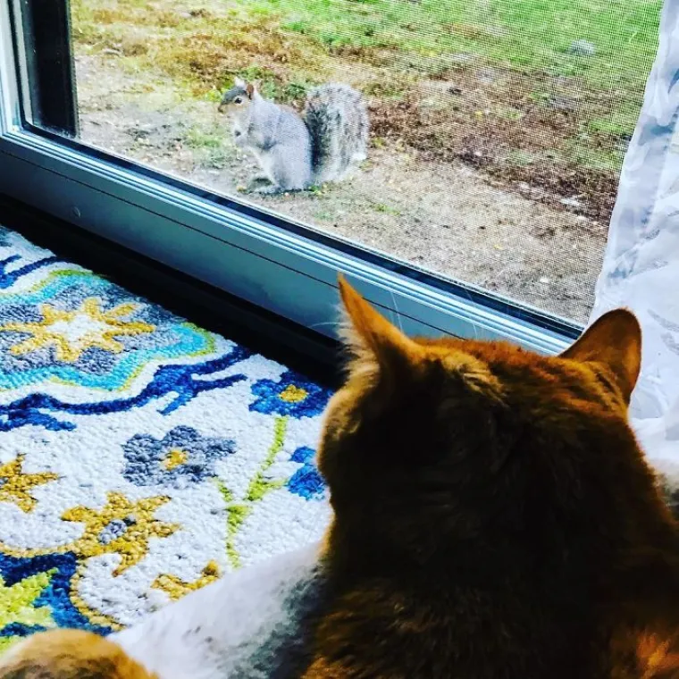 I LJUBIMCI IMAJU KRIZNI STOŽER?! Ekipa dijeli fotke životinja koje po&scaron;tuju socijalnu distancu, među njima i jednu iz Zagreba
