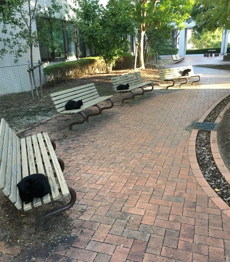 I LJUBIMCI IMAJU KRIZNI STOŽER?! Ekipa dijeli fotke životinja koje po&scaron;tuju socijalnu distancu, među njima i jednu iz Zagreba