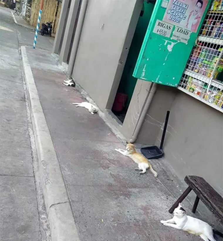 I LJUBIMCI IMAJU KRIZNI STOŽER?! Ekipa dijeli fotke životinja koje po&scaron;tuju socijalnu distancu, među njima i jednu iz Zagreba