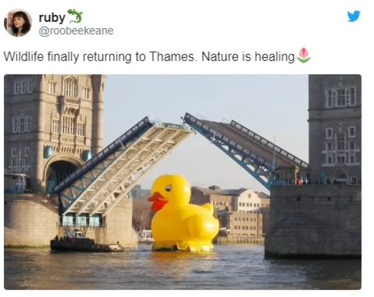 'Priroda živi, mi smo virus': Ove &scaron;ale traju jo&scaron; od dupina u Veneciji