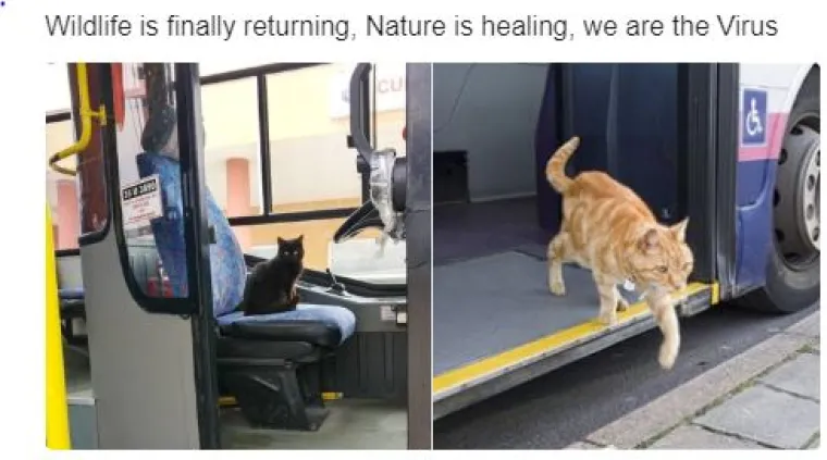 'Priroda živi, mi smo virus': Ove &scaron;ale traju jo&scaron; od dupina u Veneciji