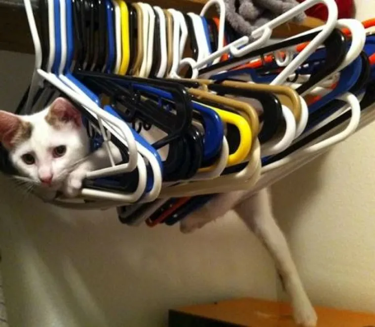 Ovi preslatki ljubimci ba&scaron; ne vole spavati u svojim ko&scaron;aricama