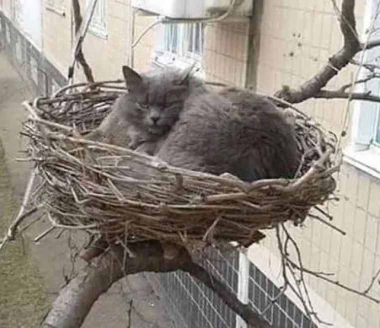 Ovi preslatki ljubimci ba&scaron; ne vole spavati u svojim ko&scaron;aricama