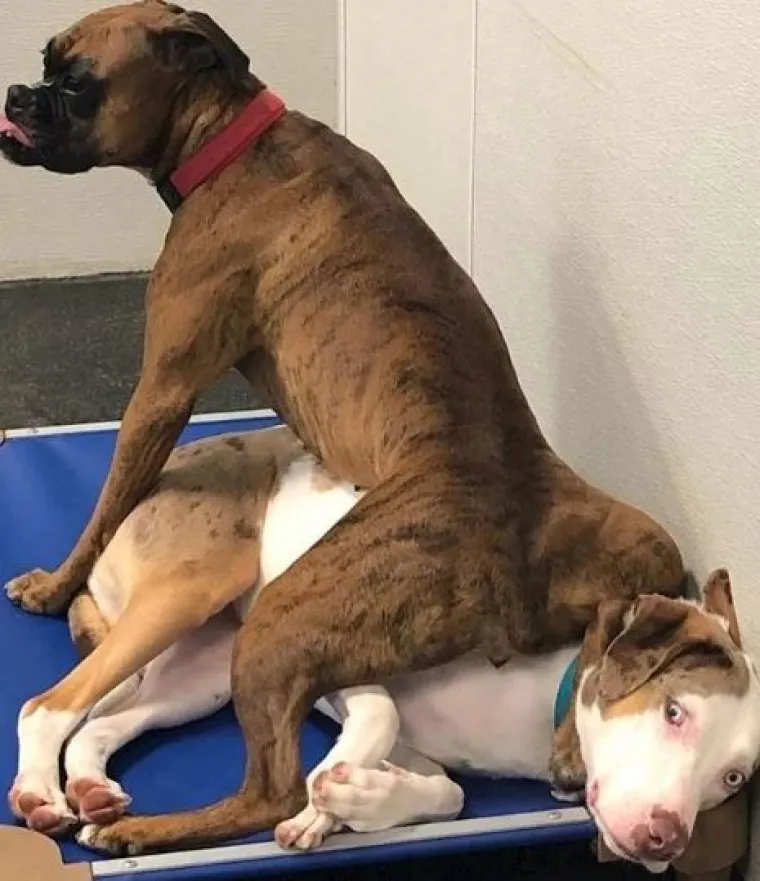 Ovi preslatki ljubimci ba&scaron; ne vole spavati u svojim ko&scaron;aricama