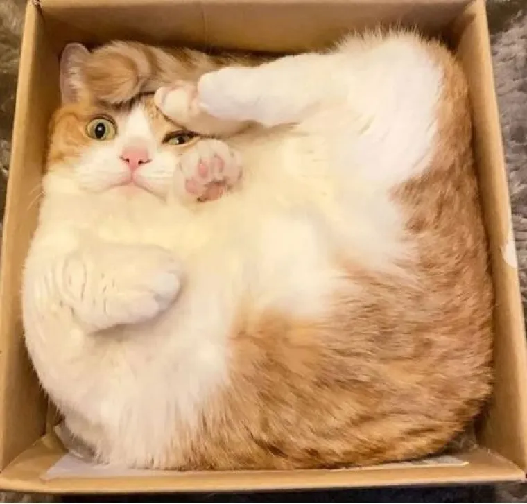 Ovi preslatki ljubimci ba&scaron; ne vole spavati u svojim ko&scaron;aricama