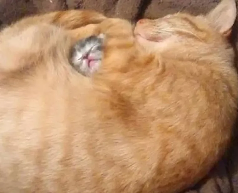 Ovi preslatki ljubimci ba&scaron; ne vole spavati u svojim ko&scaron;aricama