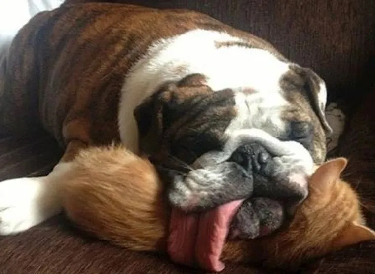 Ovi preslatki ljubimci ba&scaron; ne vole spavati u svojim ko&scaron;aricama