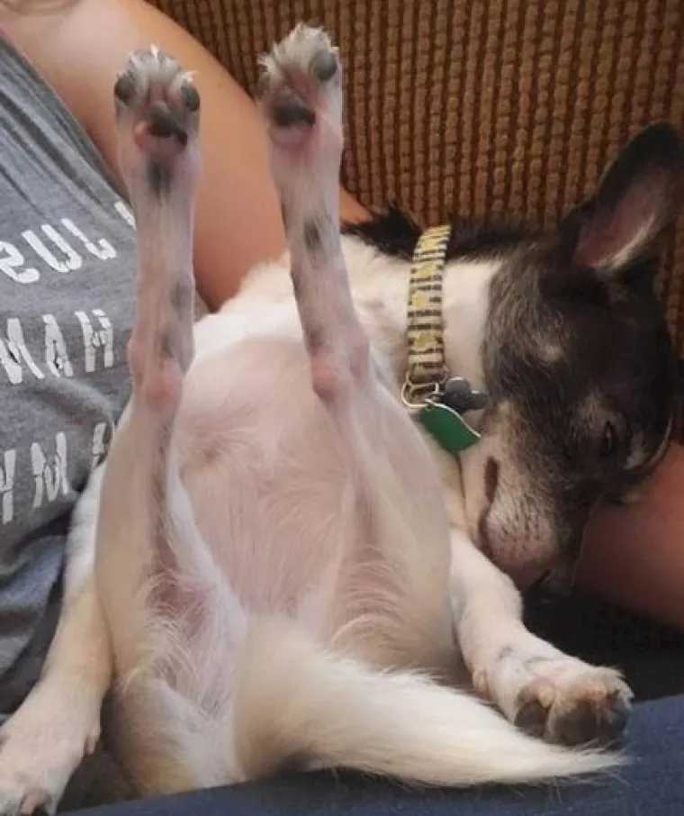 Ovi preslatki ljubimci ba&scaron; ne vole spavati u svojim ko&scaron;aricama