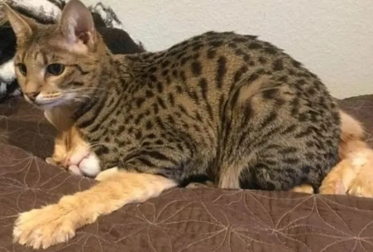 Ovi preslatki ljubimci ba&scaron; ne vole spavati u svojim ko&scaron;aricama