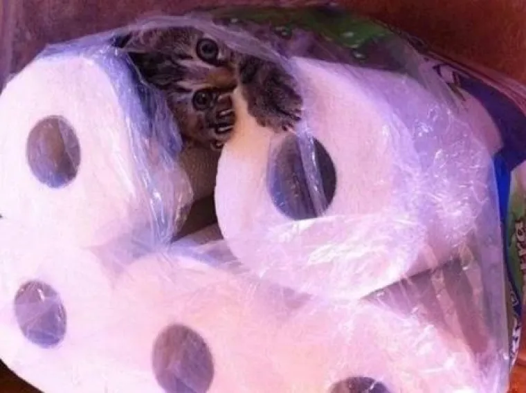 Ovi preslatki ljubimci ba&scaron; ne vole spavati u svojim ko&scaron;aricama