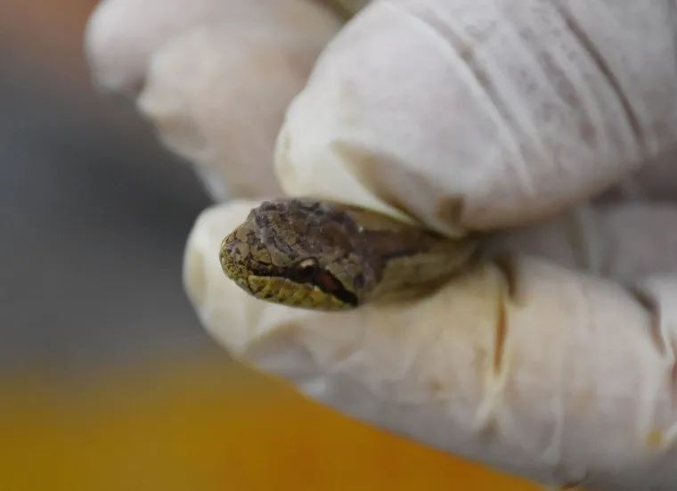 Najpoznatiji hrvatski zmijolovci u akciji: 'Evo uhvatili smo dvije riđovke i bjelou&scaron;ku!'