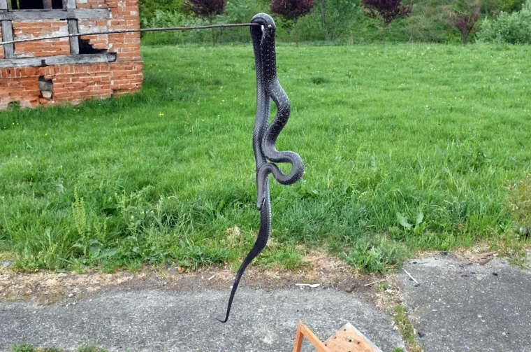 Najpoznatiji hrvatski zmijolovci u akciji: 'Evo uhvatili smo dvije riđovke i bjelou&scaron;ku!'