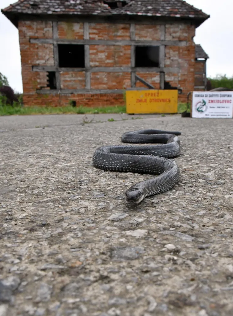 Najpoznatiji hrvatski zmijolovci u akciji: 'Evo uhvatili smo dvije riđovke i bjelou&scaron;ku!'