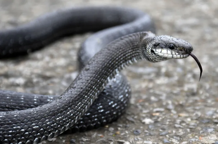 Najpoznatiji hrvatski zmijolovci u akciji: 'Evo uhvatili smo dvije riđovke i bjelou&scaron;ku!'