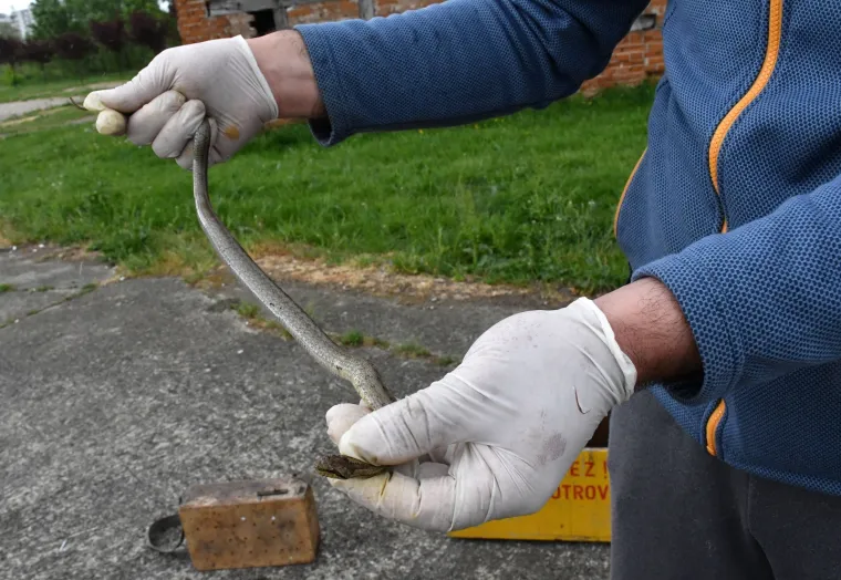 Najpoznatiji hrvatski zmijolovci u akciji: 'Evo uhvatili smo dvije riđovke i bjelou&scaron;ku!'