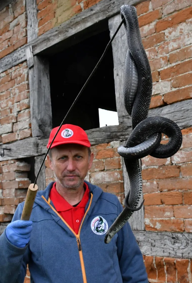 Najpoznatiji hrvatski zmijolovci u akciji: 'Evo uhvatili smo dvije riđovke i bjelou&scaron;ku!'