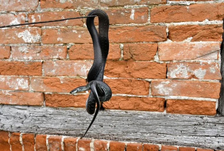 Najpoznatiji hrvatski zmijolovci u akciji: 'Evo uhvatili smo dvije riđovke i bjelou&scaron;ku!'